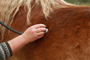 Analyser la santé d'un cheval pour faire le bon pronostic PMU